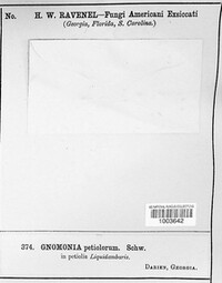 Ambarignomonia petiolorum image